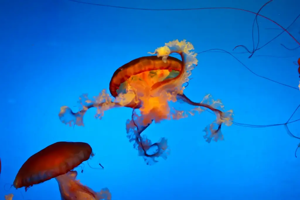 A Yellow Jellyfish (Scyphozoa) Close Up View