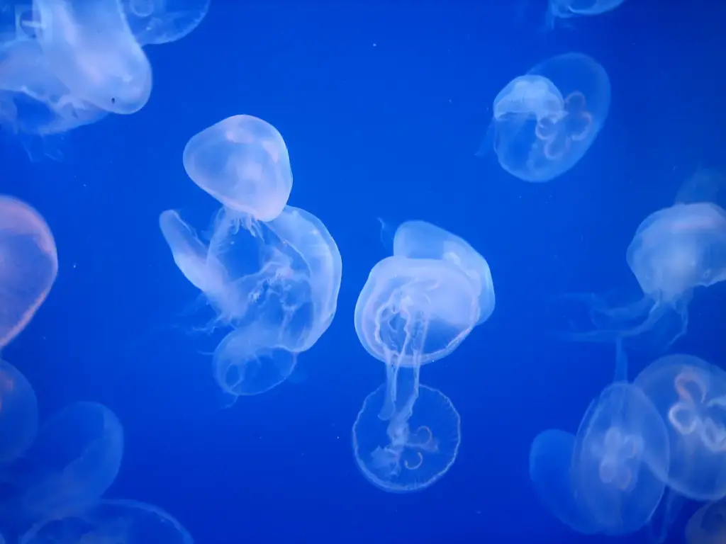 Jellyfish (Scyphozoa) In An Aquarium