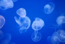 Jellyfish (Scyphozoa) In An Aquarium