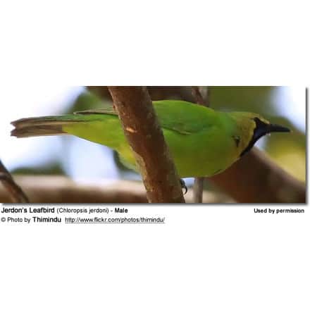 Jerdon’s Leafbird (Chloropsis jerdoni) - Male