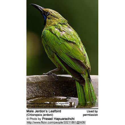 Male Jerdon’s
Leafbird (Chloropsis jerdoni) 