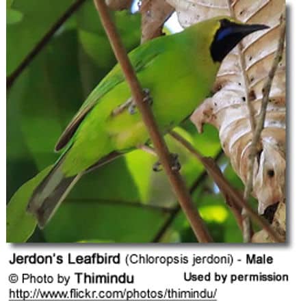 Jerdon's Leafbird (Chloropsis jerdoni) - Male