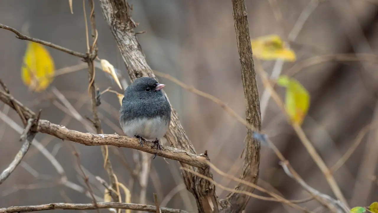 The Juncos Perched In A Dead Wood
