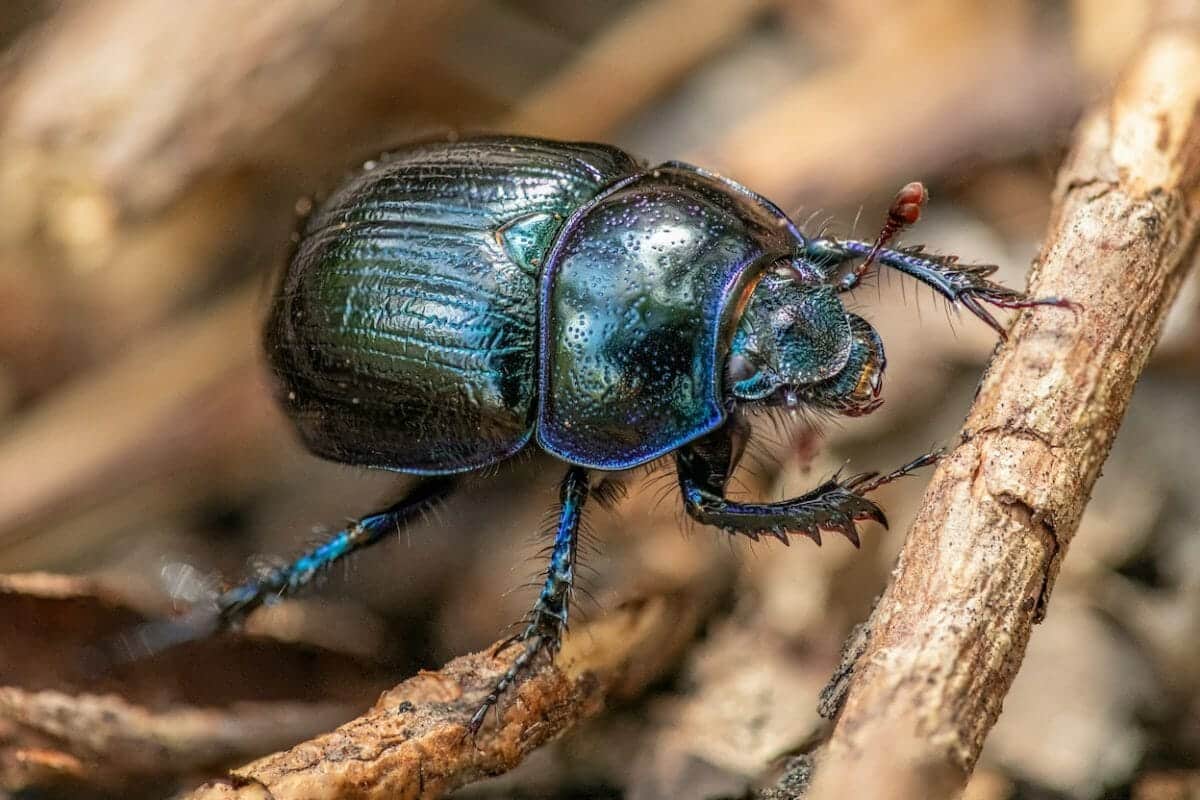 June-bug-vs-Japanese-beetle