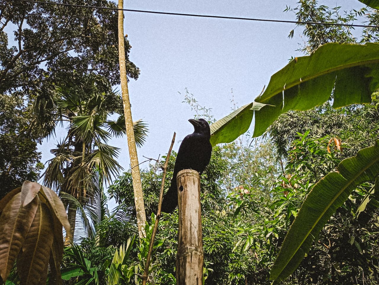 A Jungle Crow sitting in the top of a log.
