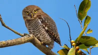 Jungle Owlets Perched On Tree Branch