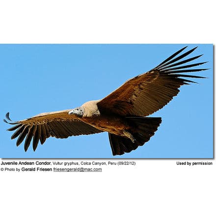 Juvenile Andean Condor, Vultur gryphus, Colca Canyon, Peru