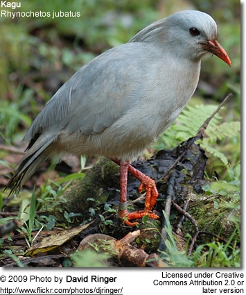 Kagu foraging for food