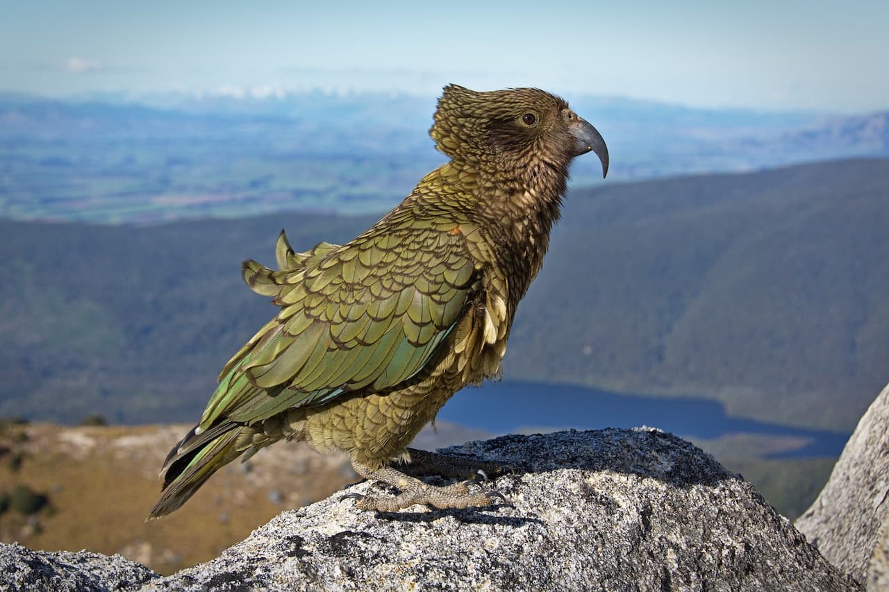 The Kea Is Sitting In The Stone Looking In The Mesmerizing View