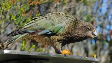 Kea Bird Facts