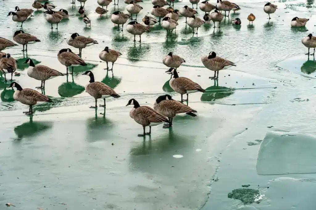 Keeping Geese at Rest on the Ice

