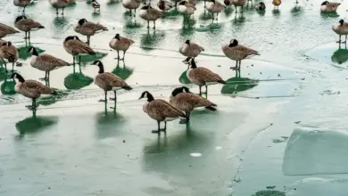 Keeping Geese at Rest on the Ice