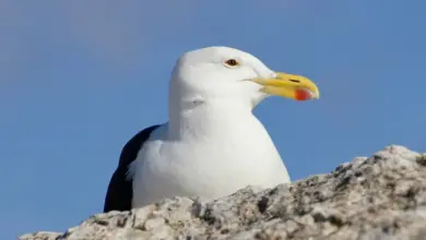 Close up Image of a Kelp Gulls