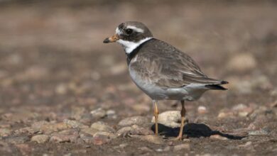 A Kentish Plover In The Ground