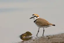 Pair of Kentish Plovers