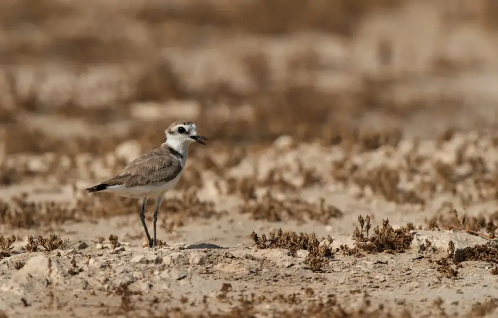 Kentish Plovers Image on the Ground 