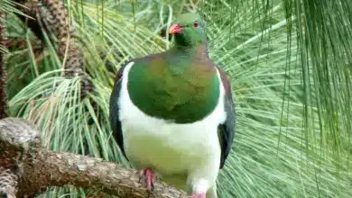 A Kereru or New Zealand Pigeon sitting on a tree branch waiting for its partner.