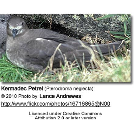 Kermadec Petrel (Pterodroma neglecta)