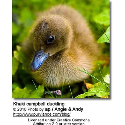Khaki campbell duckling