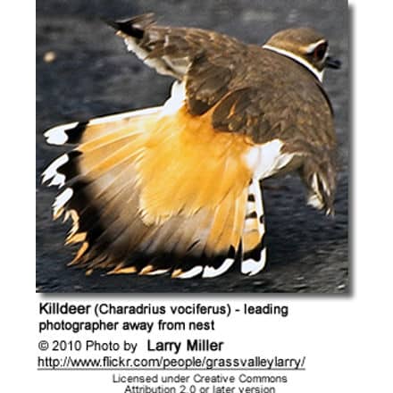 Killdeer (Charadrius vociferus) - leading
photographer away from nest