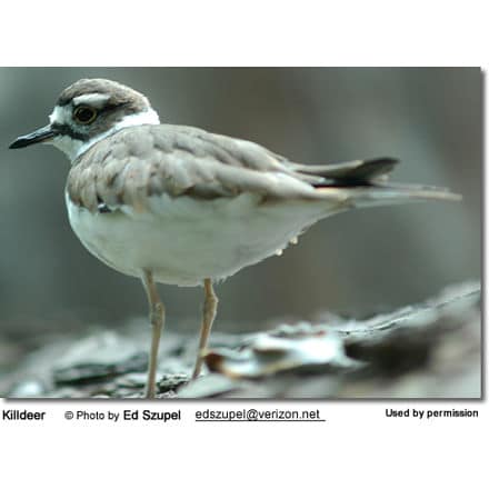 Killdeer