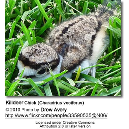 Killdeer Chick
(Charadrius vociferus)