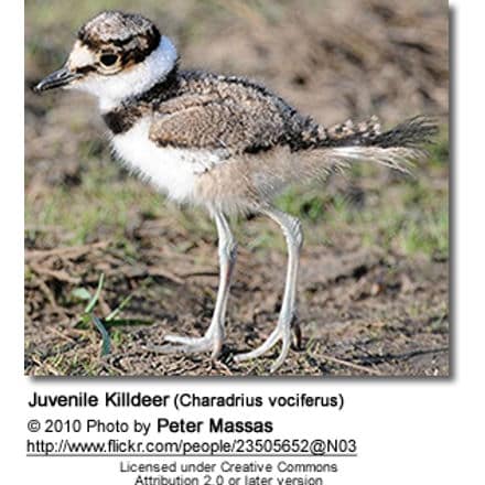 Juvenile Killdeer (Charadrius vociferus)