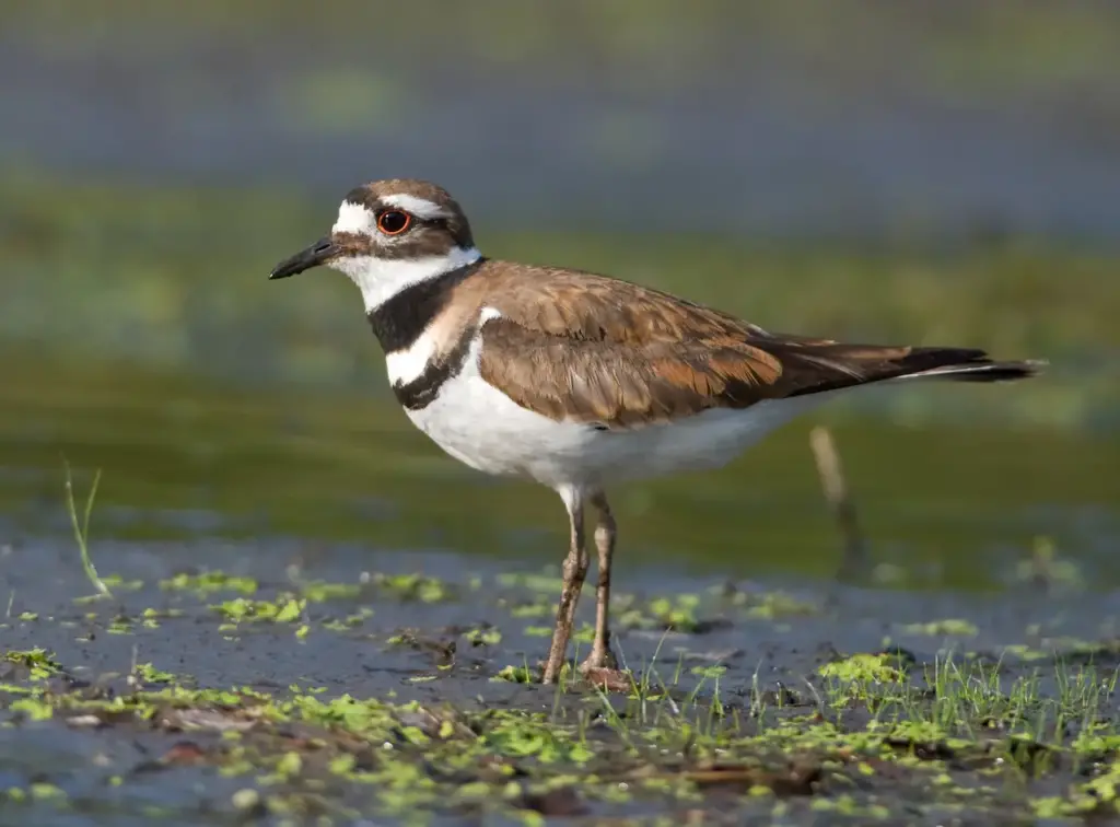 A Plover in the Swamp Killdeers