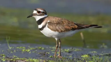 A Plover in the Swamp Killdeers