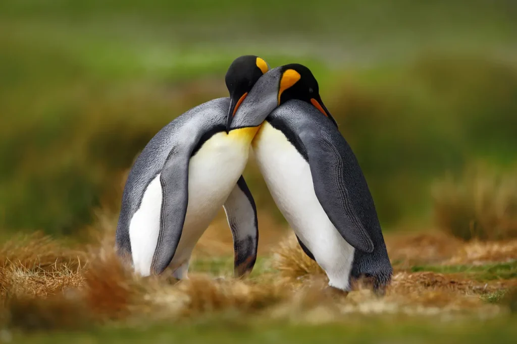 King Penguin (Aptenodytes patagonicus) Couple Cuddling