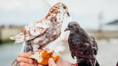 The King Pigeons Perched On A Human Hand
