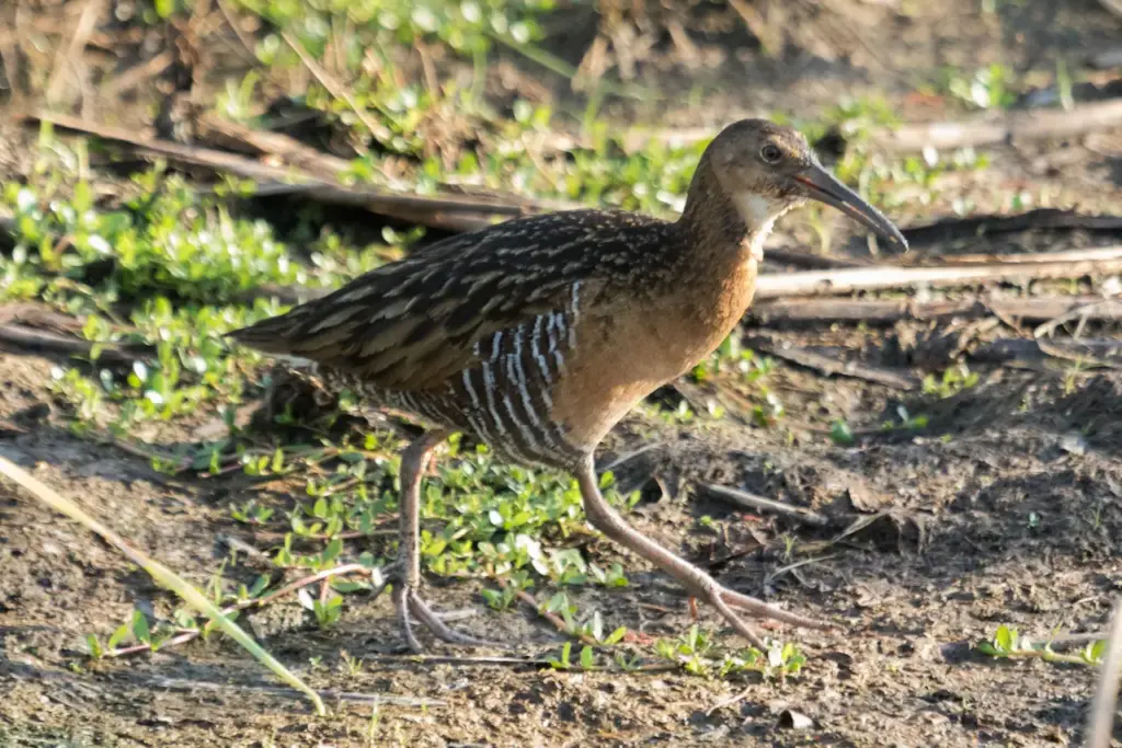 King Rails Walking In The Ground