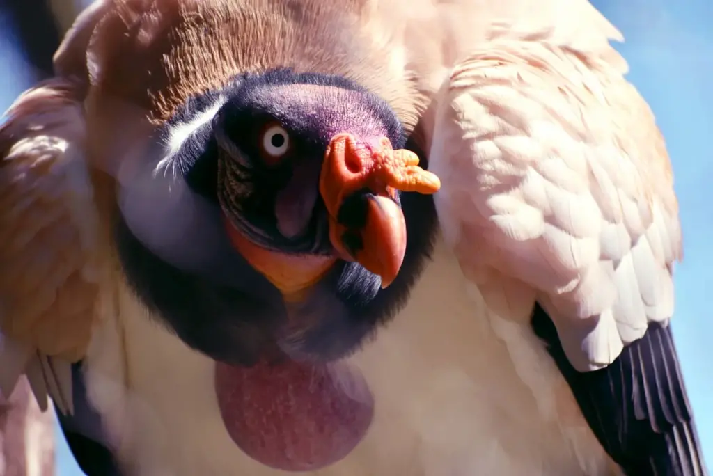 A Close Up Of King Vulture