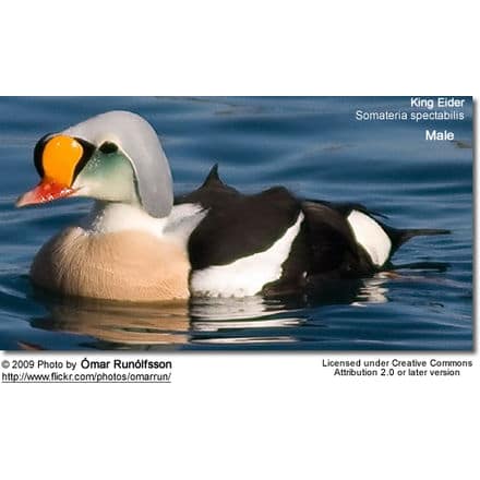 A colorful male King Eider (Somateria spectabilis) duck is floating on water, its distinctive orange, green, and white head contrasting with its black and white body. The image includes text crediting Ómar Runólfsson as the photographer. A nearby Cocoa Thrush adds to the avian tableau.