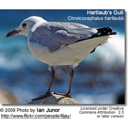 Hartlaub's Gull or King Gull, (Chroicocephalus hartlaubii)