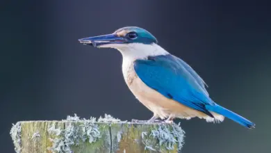 Kingfisher Species on a Fence