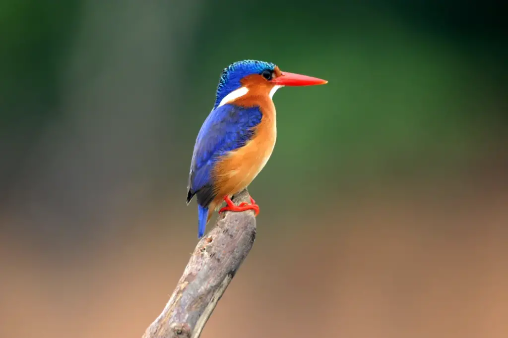 Kingfishers Perched on a Branch