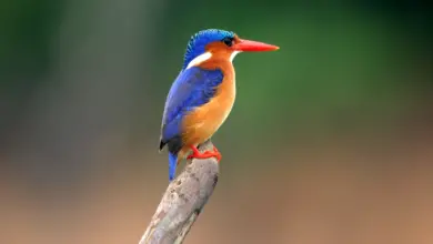 Kingfishers Perched on a Branch