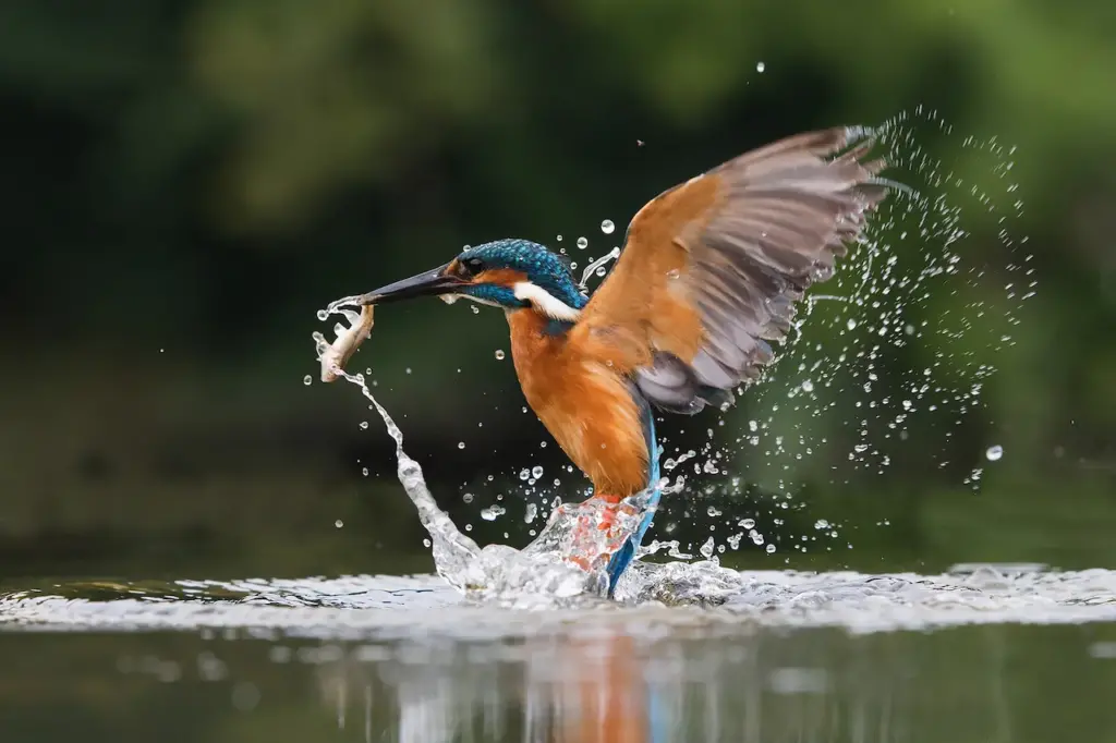 Kingfishers Eating Fish 