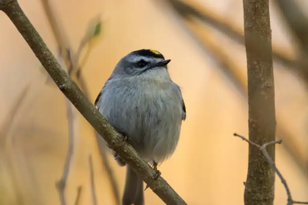 A Kinglet Perching In The Tree