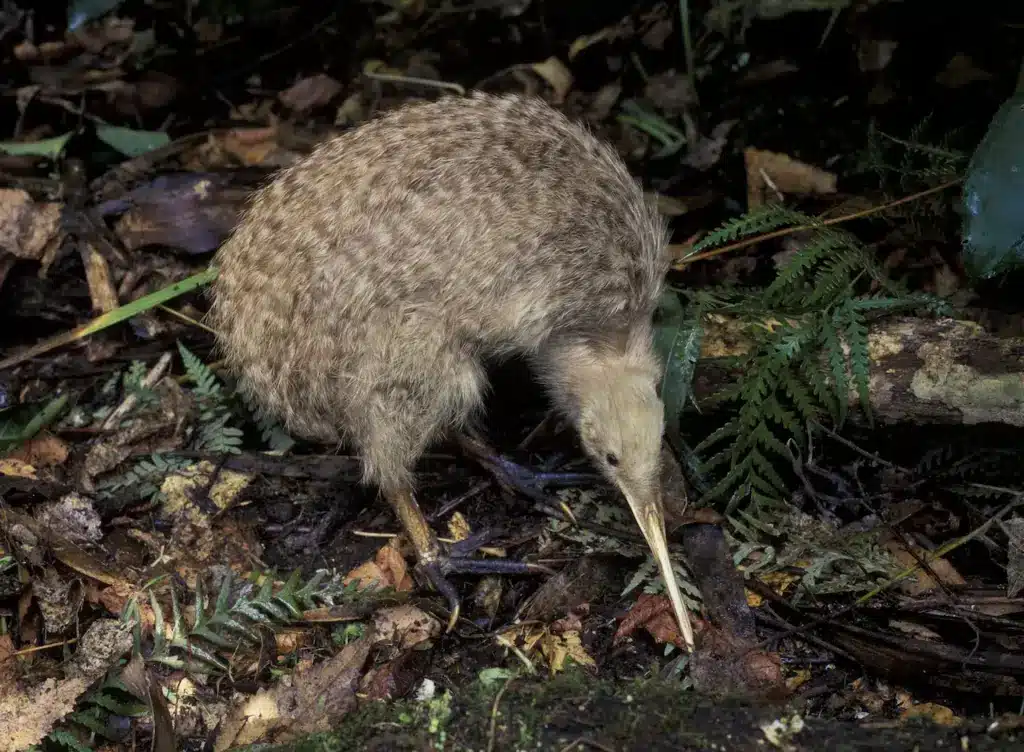 Kiwi Bird Conservation Little Spotted Kiwi