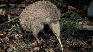 Kiwi Bird Conservation Little Spotted Kiwi