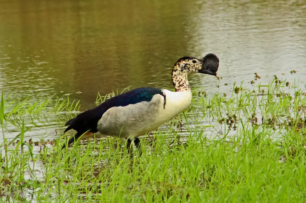 Knob-billed Ducks on the Green Grass