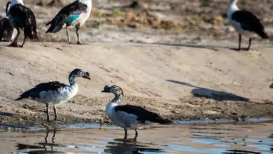 Knob-billed Ducks at the Lake