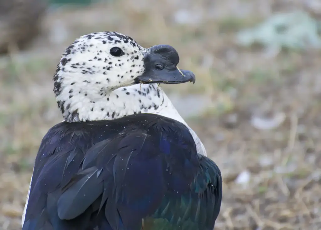Close-up Image of a Knob-billed Ducks or Comb Ducks