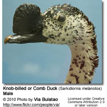 Knob-billed or Comb Duck (Sarkidiornis melanotos)