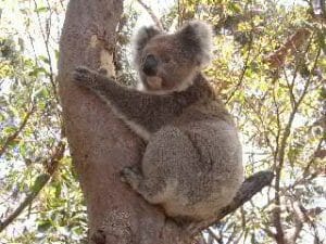 Koala Ascending A Tree