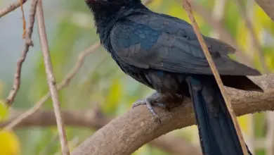 A black Koel bird sitting on a tree branch.