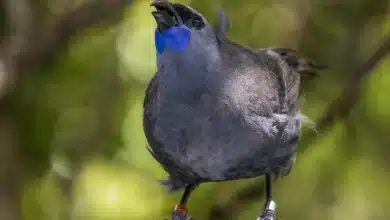 Kōkako Perched in the Steel