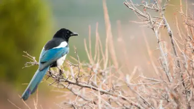 The Korean Magpies Perched On A Thorn